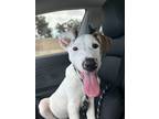 Adopt Walnut a White - with Black Jack Russell Terrier / Mixed dog in Beverly