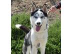 Adopt Castle* a Siberian Husky / Mixed dog in Pomona, CA (41504089)