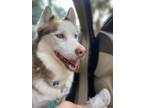 Adopt Flash a White - with Red, Golden, Orange or Chestnut Husky / Mixed dog in
