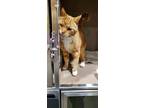 Adopt Garfield a Domestic Shorthair / Mixed cat in Spokane Valley, WA (41503816)