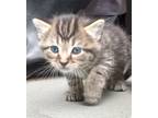 Adopt Tilly a Tan or Fawn Tabby Domestic Shorthair / Mixed (short coat) cat in