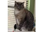 Adopt Jack a Tiger Striped Tabby / Mixed (medium coat) cat in Simi Valley