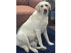 Adopt Minnie a White Labrador Retriever / Mixed dog in Charlotte, NC (41503741)