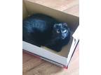Adopt Ruthie a All Black Domestic Mediumhair / Mixed (medium coat) cat in Fergus