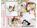 Adopt Tamarillo a Calico or Dilute Calico Domestic Shorthair (short coat) cat in