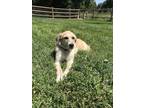 Adopt Stevie a Tan/Yellow/Fawn - with White Wheaten Terrier / Mixed dog in Fort