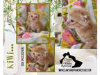 Adopt Kiwi a Orange or Red Tabby Domestic Shorthair (short coat) cat in West