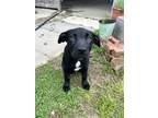 Adopt Asher a Black - with White Labrador Retriever / Husky / Mixed dog in Red