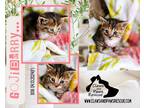 Adopt Gogiberry a Calico or Dilute Calico Domestic Shorthair (short coat) cat in