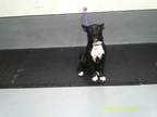 Adopt a Black American Staffordshire Terrier dog in Jourdanton, TX (41503215)