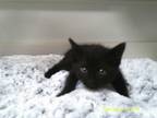 Adopt a All Black Domestic Mediumhair (medium coat) cat in Jourdanton