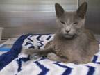 Adopt a Gray or Blue Domestic Shorthair (short coat) cat in Jourdanton