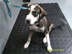Adopt a Black Beagle dog in Jourdanton, TX (41503212)