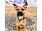 Adopt Hero a Mixed Breed (Large) / Mixed dog in Oakland, CA (41503261)