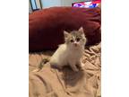 Adopt Sunshine a Calico or Dilute Calico Calico / Mixed (long coat) cat in The