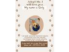 Adopt Girly a Tan/Yellow/Fawn Mutt / Mixed dog in San Antonio, TX (41503705)