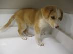 Adopt a Tan/Yellow/Fawn Border Collie / Shepherd (Unknown Type) dog in