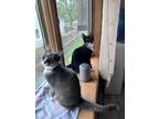 Adopt Luci bonded with sister Lexi a Black & White or Tuxedo American Shorthair