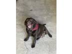 Adopt Coco a Brown/Chocolate Labrador Retriever / Mixed dog in Lagrangeville