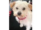 Adopt Spencer a White Terrier (Unknown Type, Small) / Mixed dog in Los Angeles
