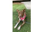 Adopt Jilly a Red/Golden/Orange/Chestnut - with White American Pit Bull Terrier