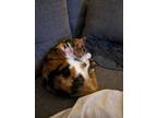 Adopt Patches a Orange or Red (Mostly) Domestic Mediumhair / Mixed (medium coat)