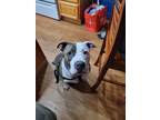 Adopt Dozer a White - with Brown or Chocolate American Pit Bull Terrier / Mixed