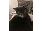 Adopt Raven a All Black American Shorthair / Mixed (short coat) cat in Coon
