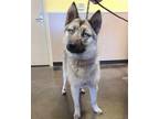 Adopt Charlie a Husky / German Shepherd Dog / Mixed dog in Rockwall