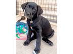 Adopt MM Angelina a Black - with White Labrador Retriever / Mixed dog in