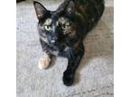 Adopt Ginger a Domestic Shorthair / Mixed (short coat) cat in Viroqua
