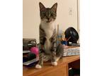 Adopt Haze a Gray, Blue or Silver Tabby Domestic Shorthair (short coat) cat in
