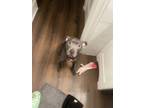Adopt Bell a Gray/Silver/Salt & Pepper - with White American Pit Bull Terrier /