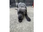 Adopt Brody a Gray/Blue/Silver/Salt & Pepper Cane Corso / Mixed dog in Commack