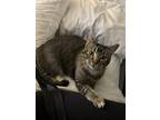 Adopt Cuteness a Brown Tabby Domestic Mediumhair / Mixed (medium coat) cat in
