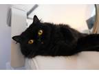 Adopt Francine a All Black Persian / Mixed (medium coat) cat in Apopka