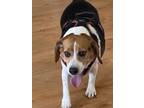 Adopt Benny a Tricolor (Tan/Brown & Black & White) Beagle / Mixed dog in