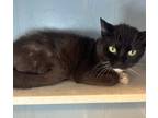 Adopt Chloe a Domestic Shorthair cat in Roanoke, VA (41503607)