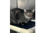 Adopt Hades a Domestic Shorthair cat in Roanoke, VA (41503606)