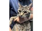 Adopt Athena a Domestic Shorthair cat in Roanoke, VA (41503605)