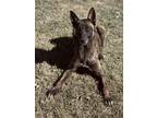 Adopt Nyx a Brown/Chocolate - with Black Belgian Malinois / Mixed dog in