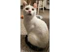 Adopt Cash a White (Mostly) Domestic Shorthair cat in Burlington, VT (41503593)