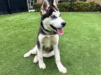 Adopt OSCAR a Black Siberian Husky / Mixed dog in Tustin, CA (41485177)