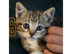 Adopt Lupita a Gray, Blue or Silver Tabby Tabby / Mixed (medium coat) cat in