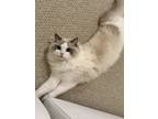 Adopt Bini a White (Mostly) Ragdoll / Mixed (long coat) cat in Culpeper