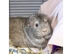 Adopt Mouse a Guinea Pig small animal in Golden, CO (41492655)