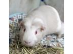 Adopt Phil a Guinea Pig small animal in Golden, CO (41492653)