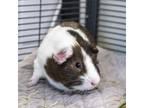 Adopt Dale a Guinea Pig small animal in Golden, CO (41492652)