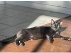 Adopt Moon a All Black Bombay / Mixed (short coat) cat in North Ridgeville
