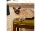 Adopt Lucy a Gray or Blue Siamese / Mixed (short coat) cat in Von Ormy